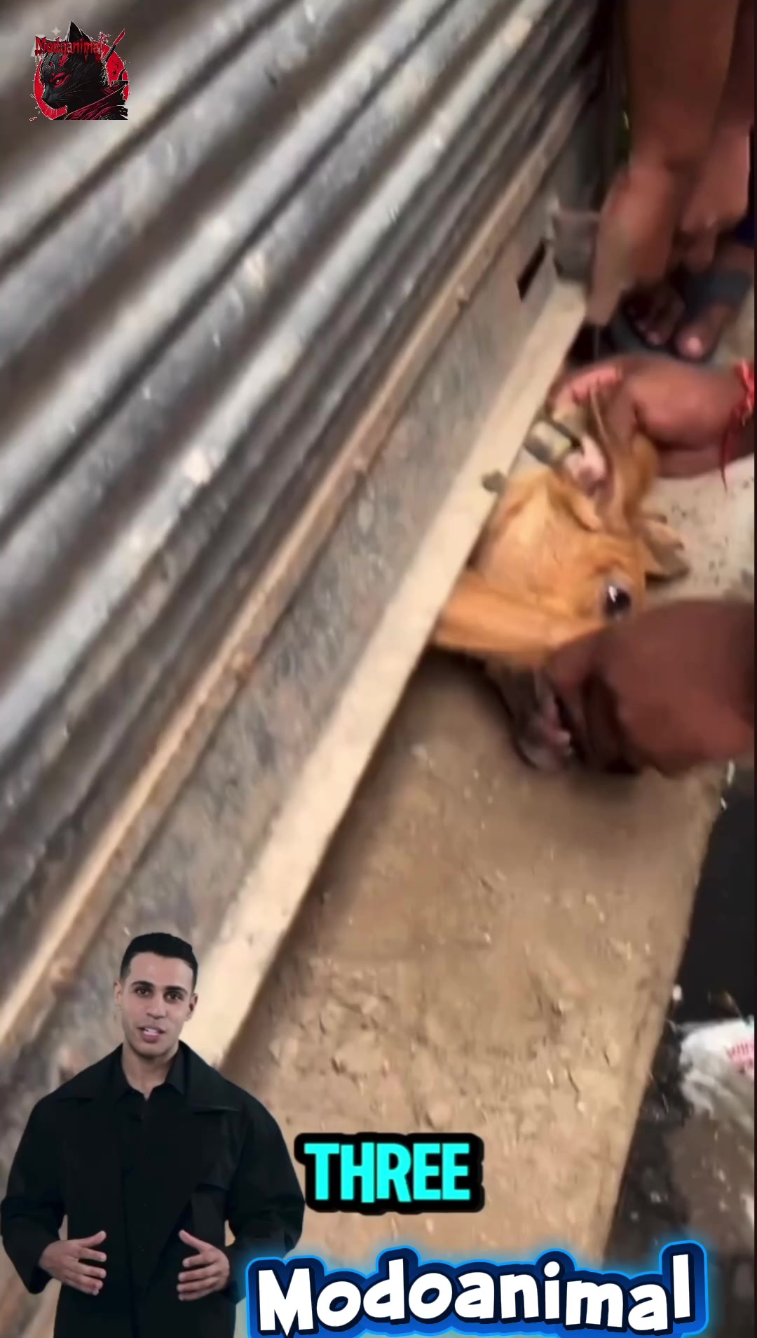 @Modoanimal