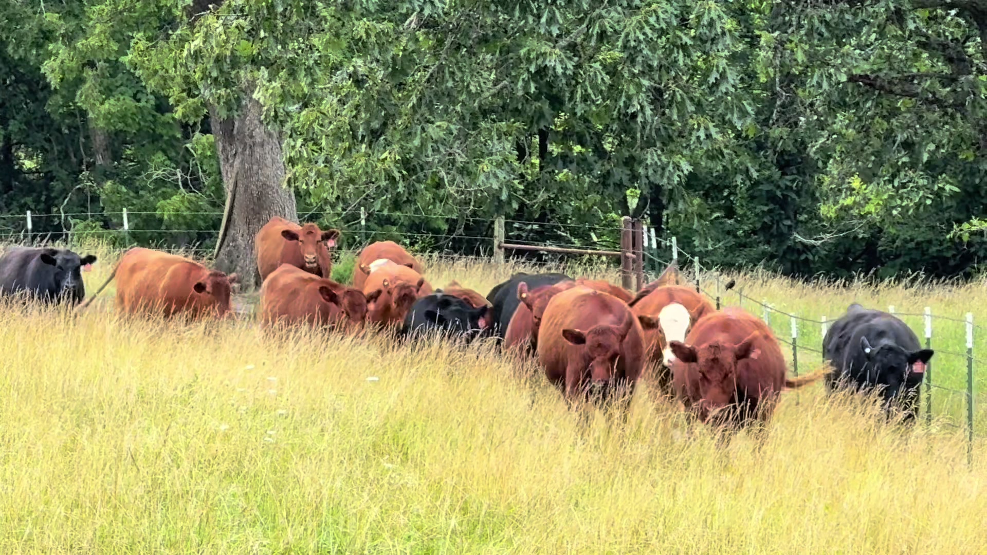 @Massey Land & Cattle