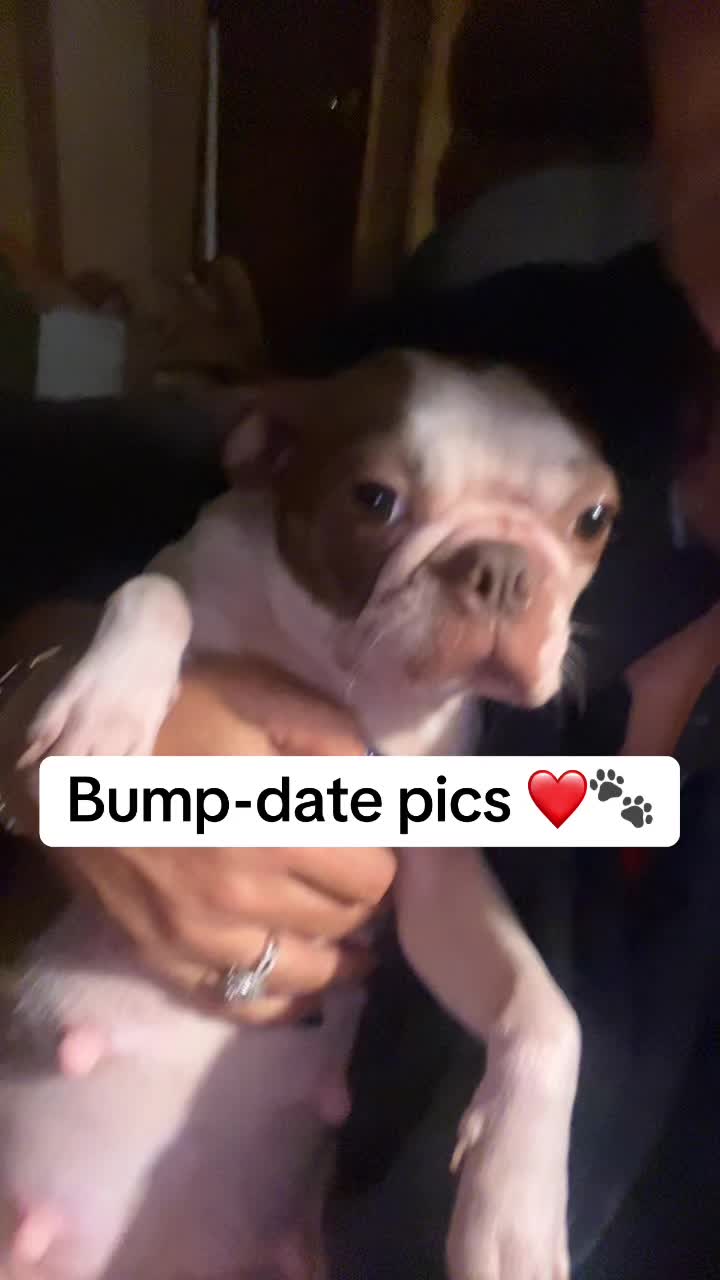 @SE Boston Terriers