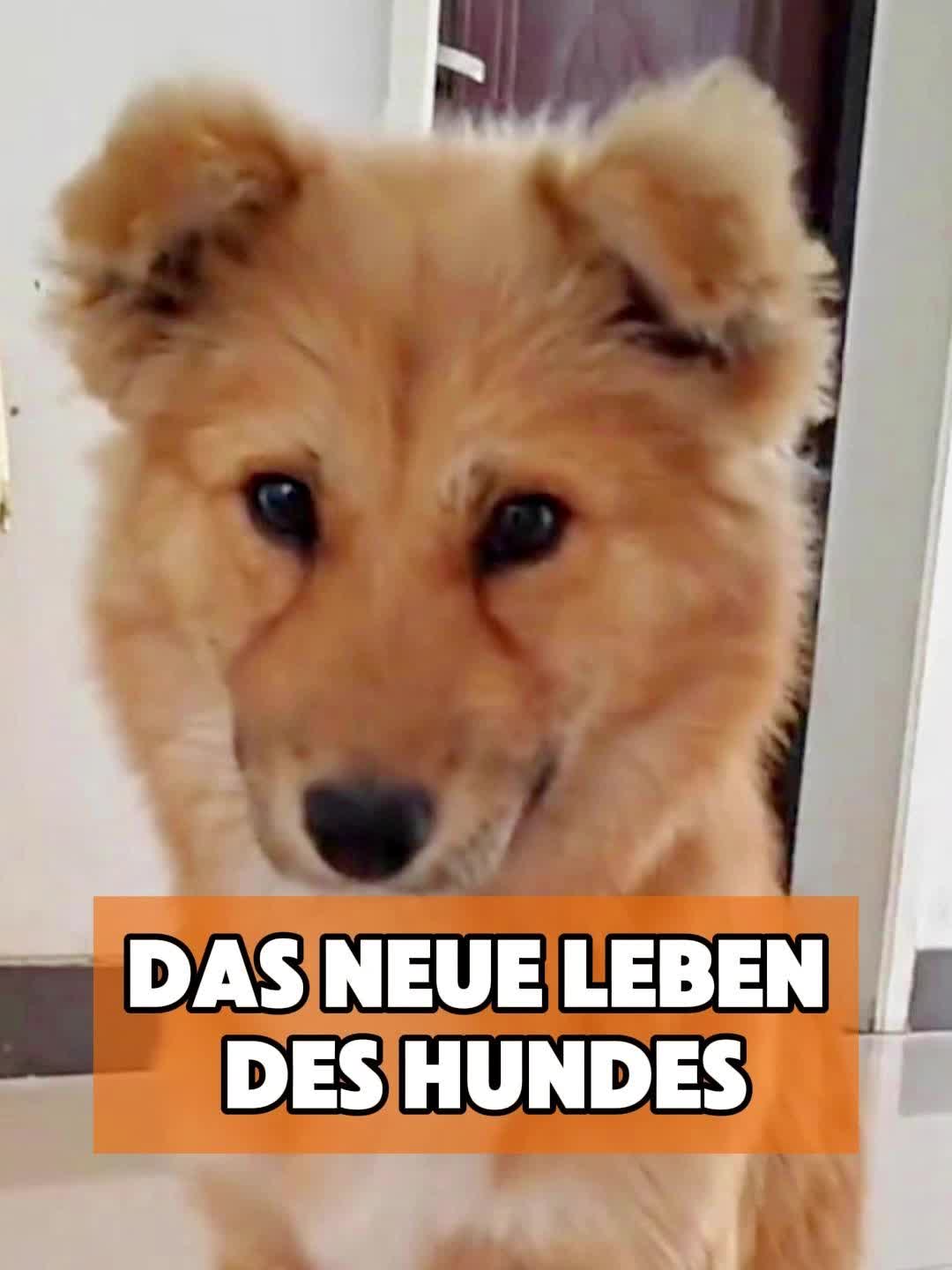@toto_tier