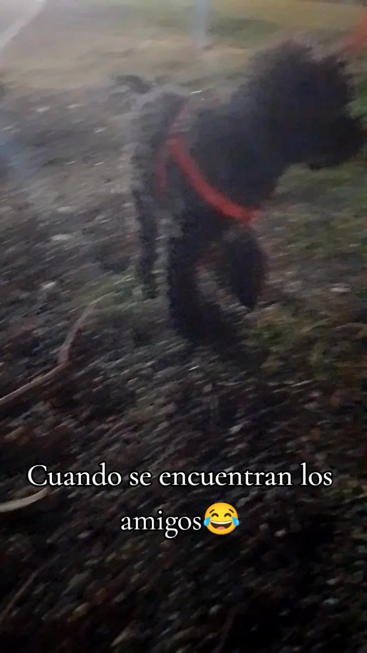 @Meyli Presiosita