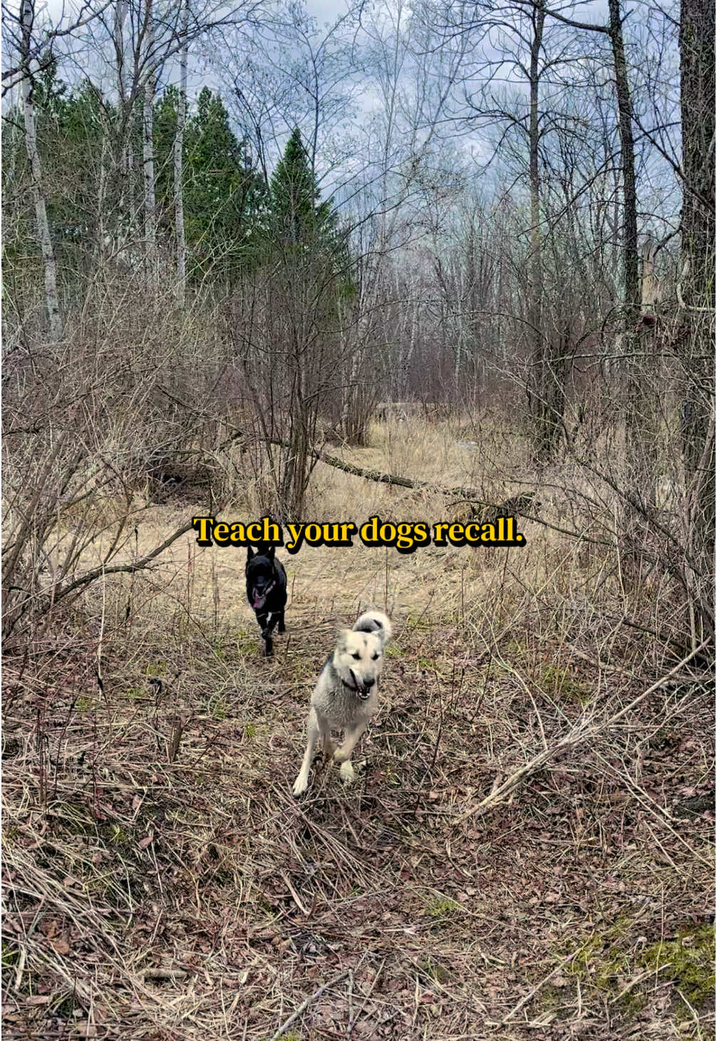 @Chasing The Wolves 🐕🛷