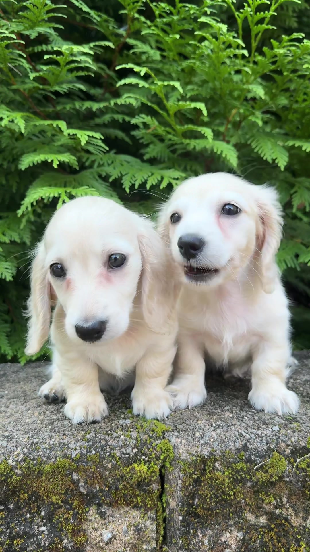 @Taylored Dachshunds
