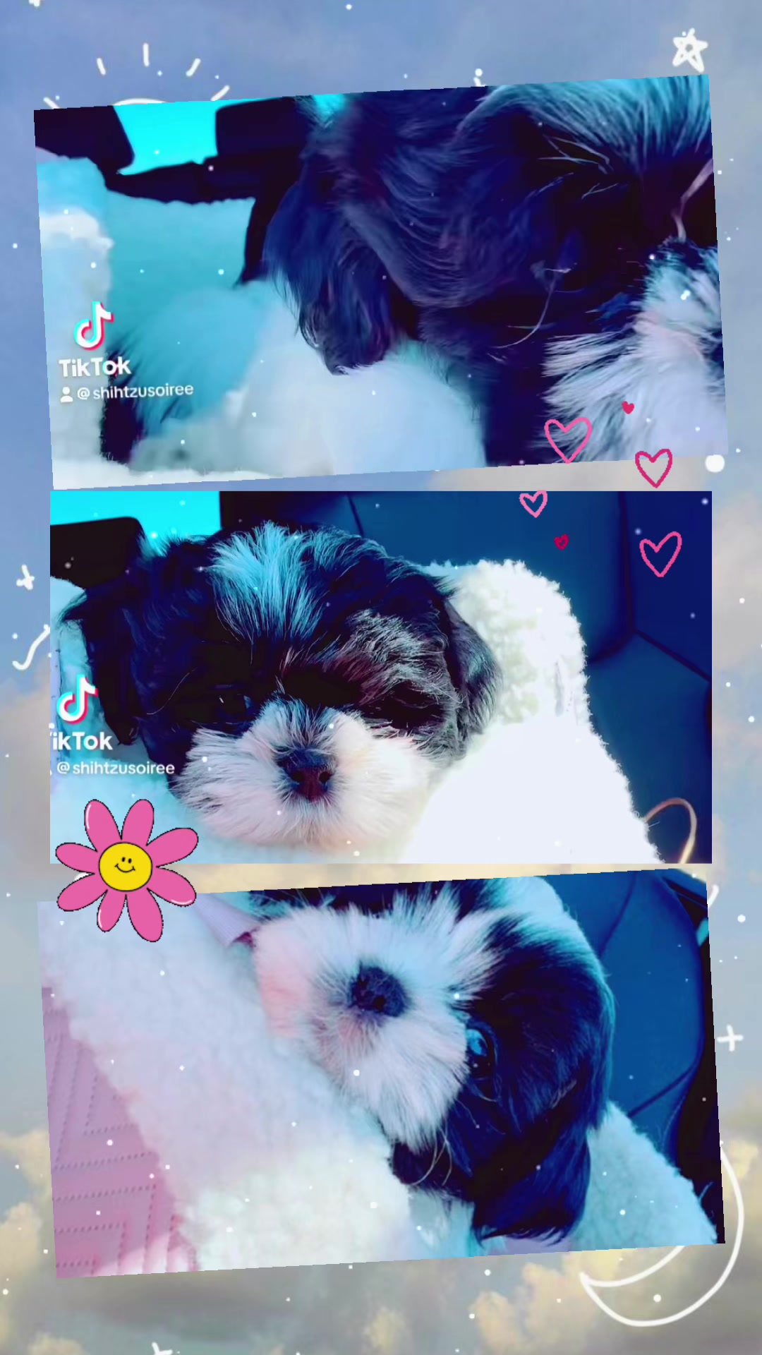 @SHIHTZU SOIR&Eacute;E