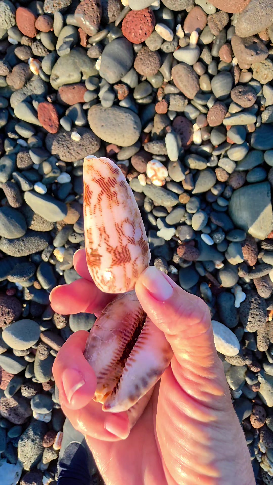 @Noe 🐚 Shells