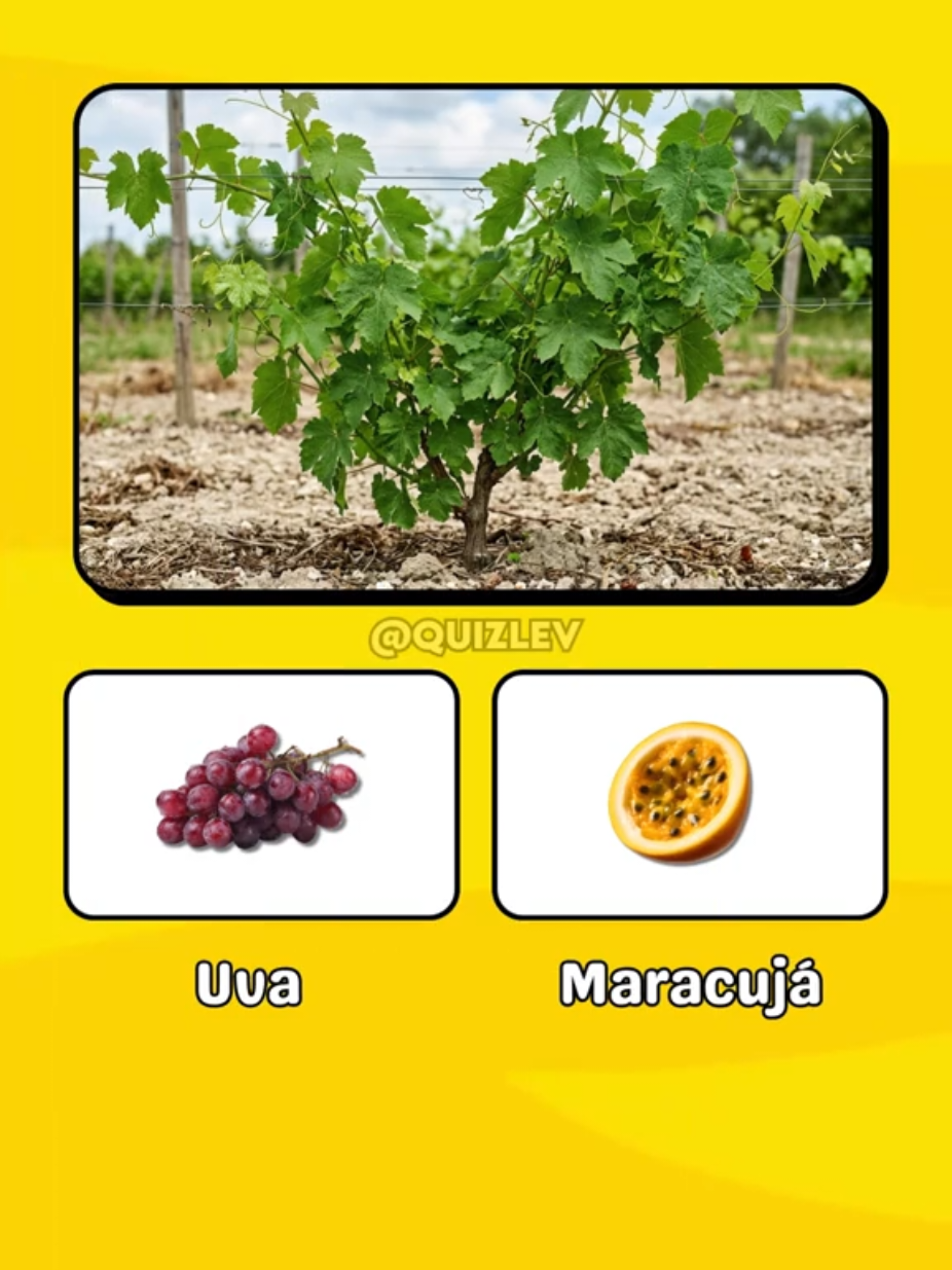 @Quiz Lev