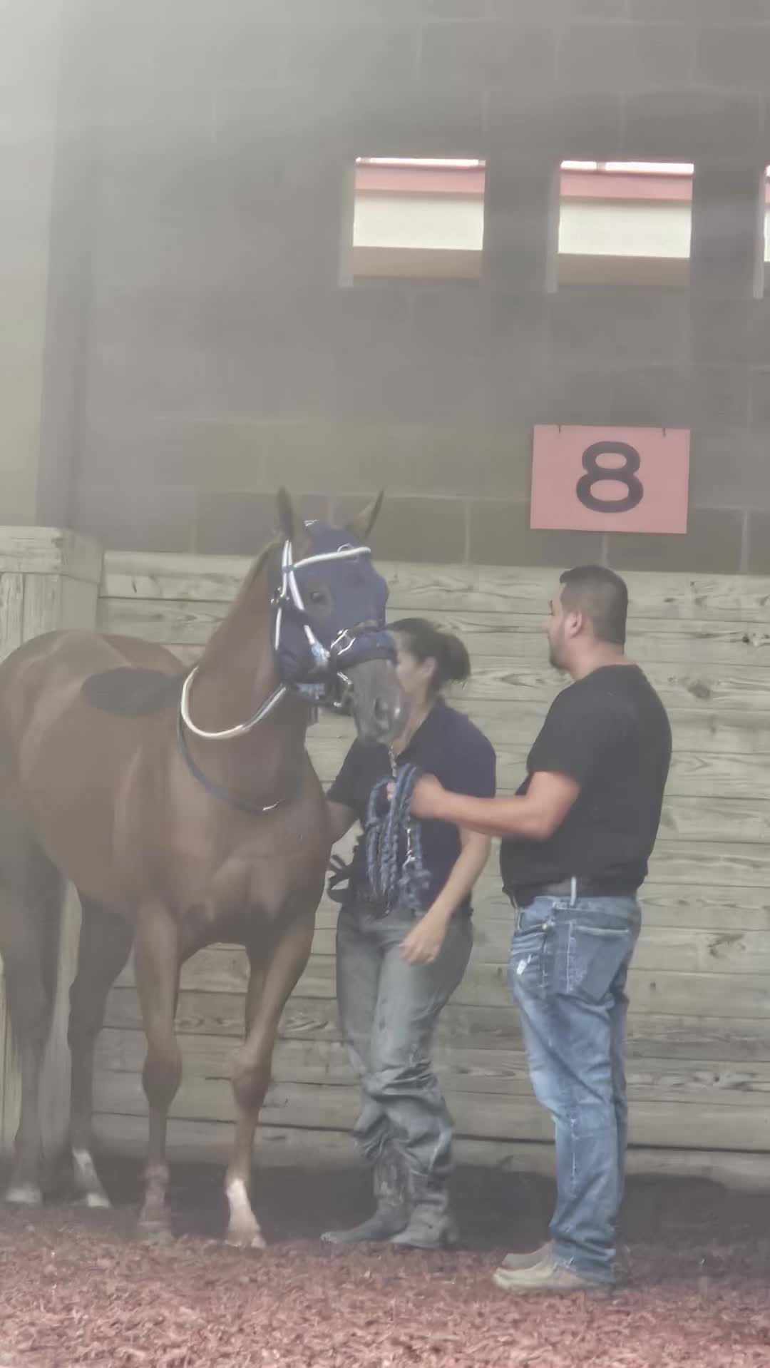 @JM Performance Horses