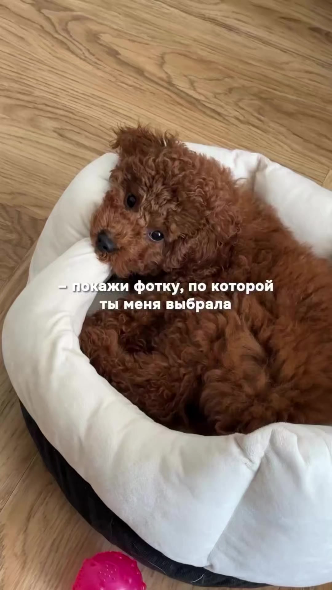 @Наталья Пудель 🐩
