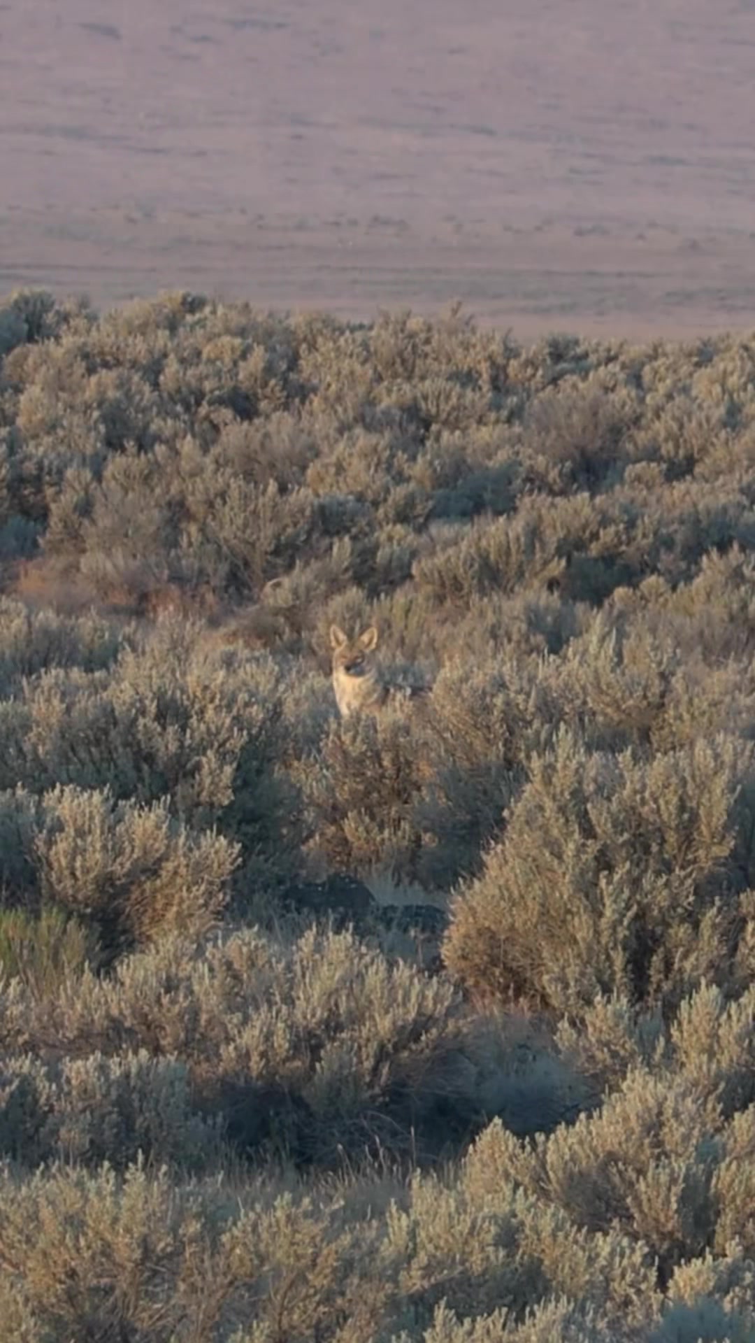 @FOXPRO Game Calls