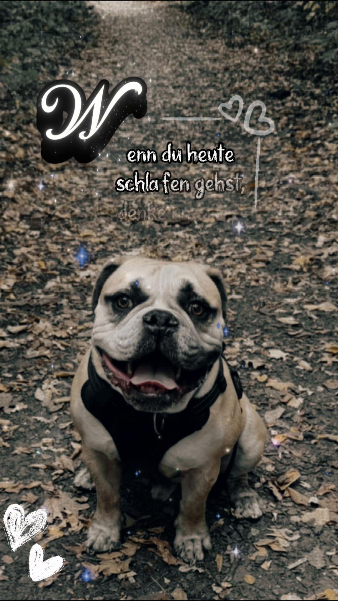@Mogli🐾