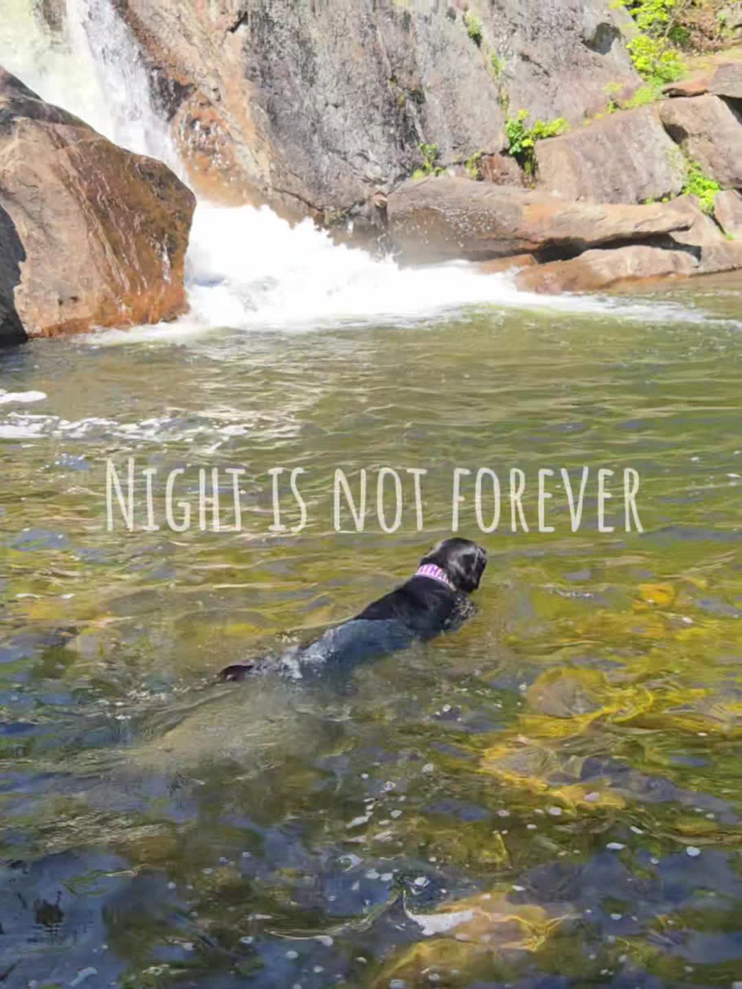 @Nala the Service aussie