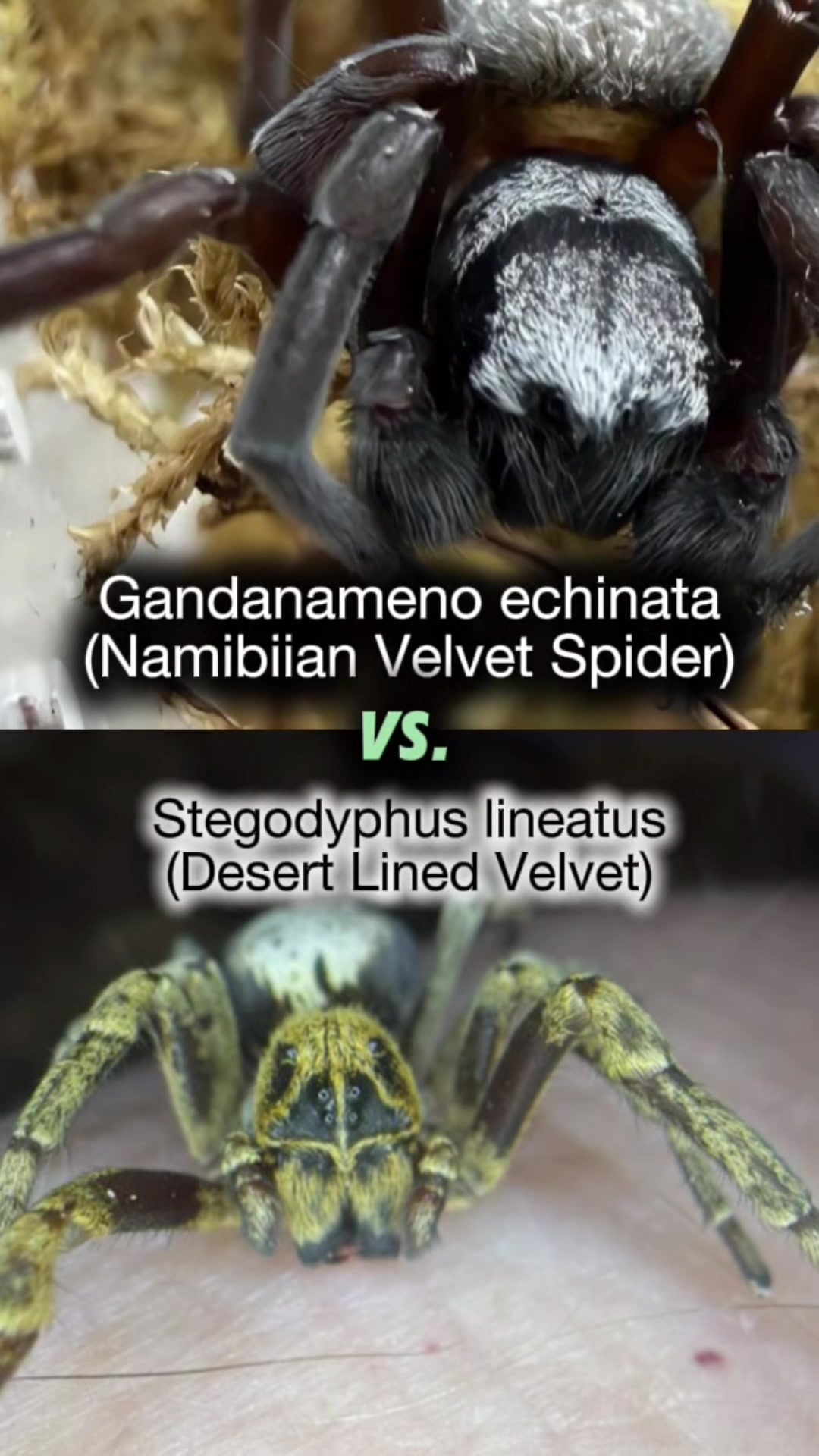 @Spider Conservatory