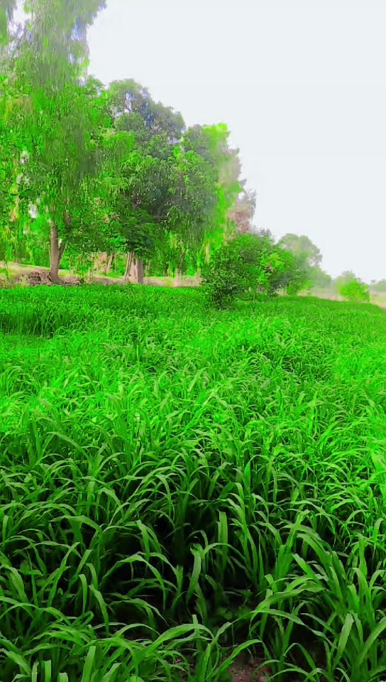 @inzamam jani