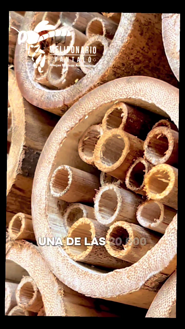 @MELIPONARIO YANTAL&Oacute;