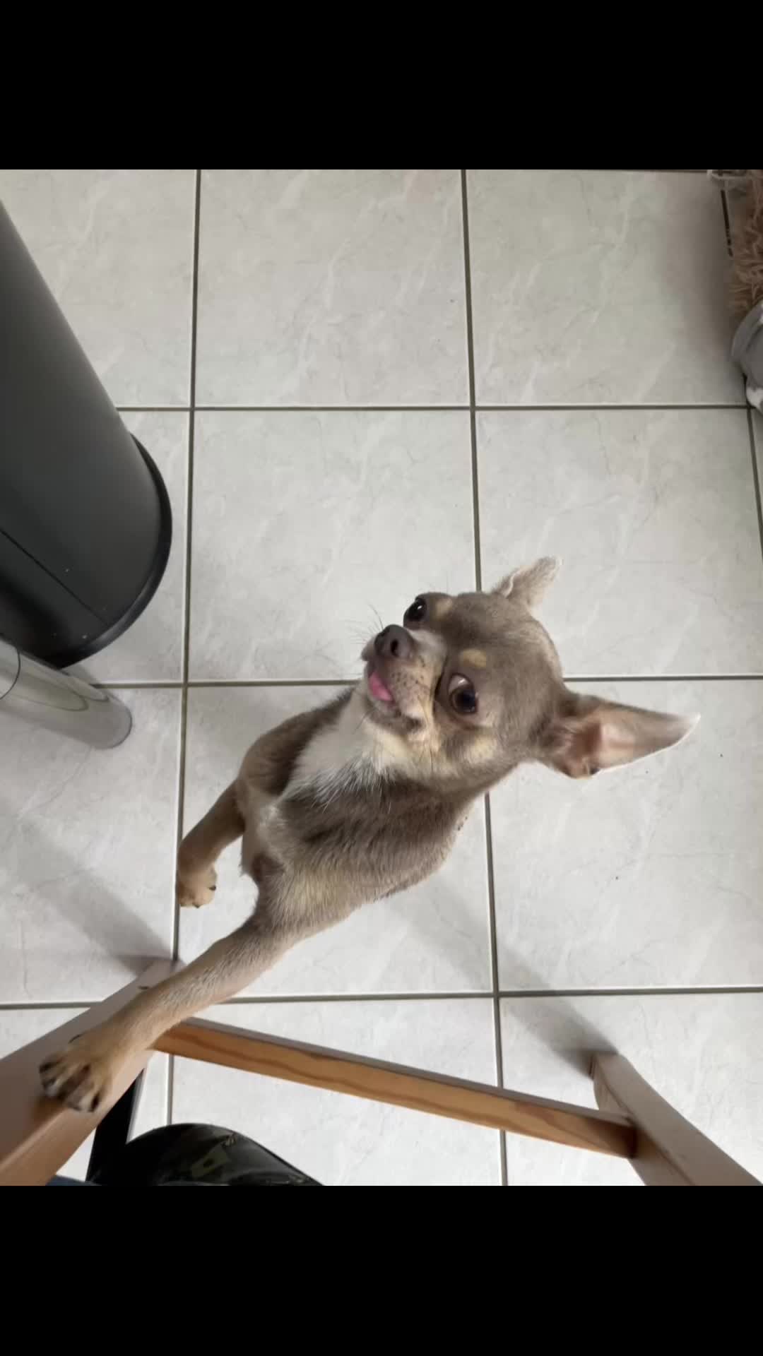 @Mr Roger Chihuahua