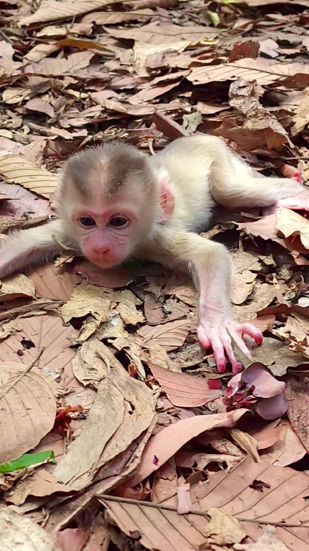 @Monkey Cambodia