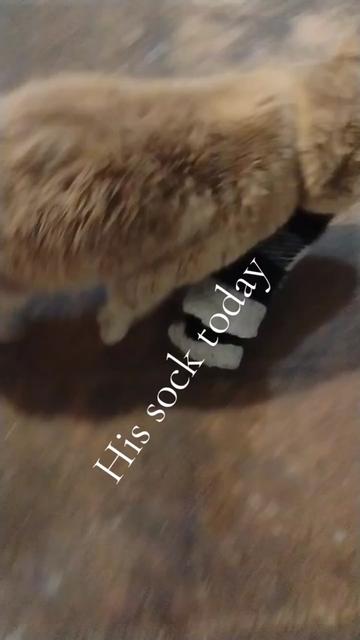@Sweety 🐝 & Angel BabyCat🐦🔥