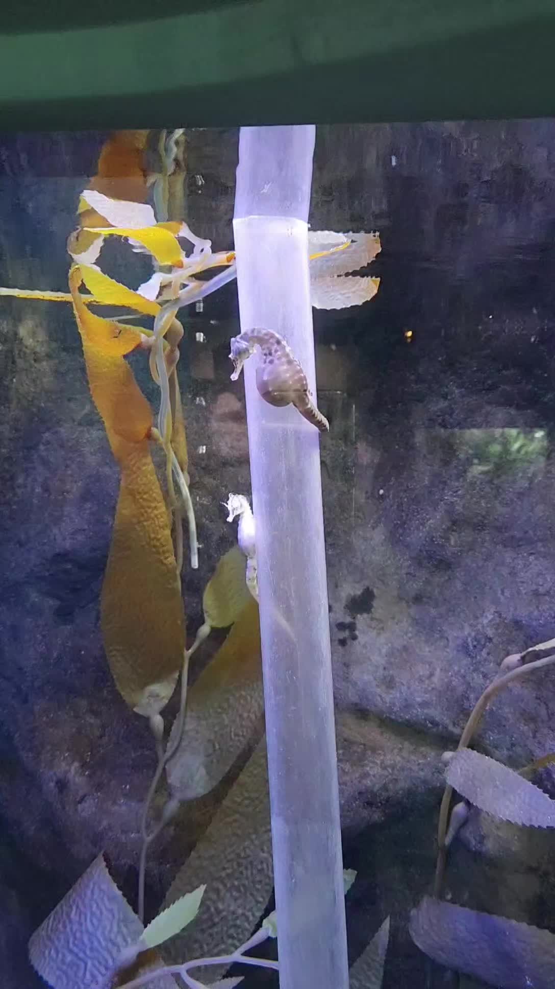 @Cuttle Aquarist