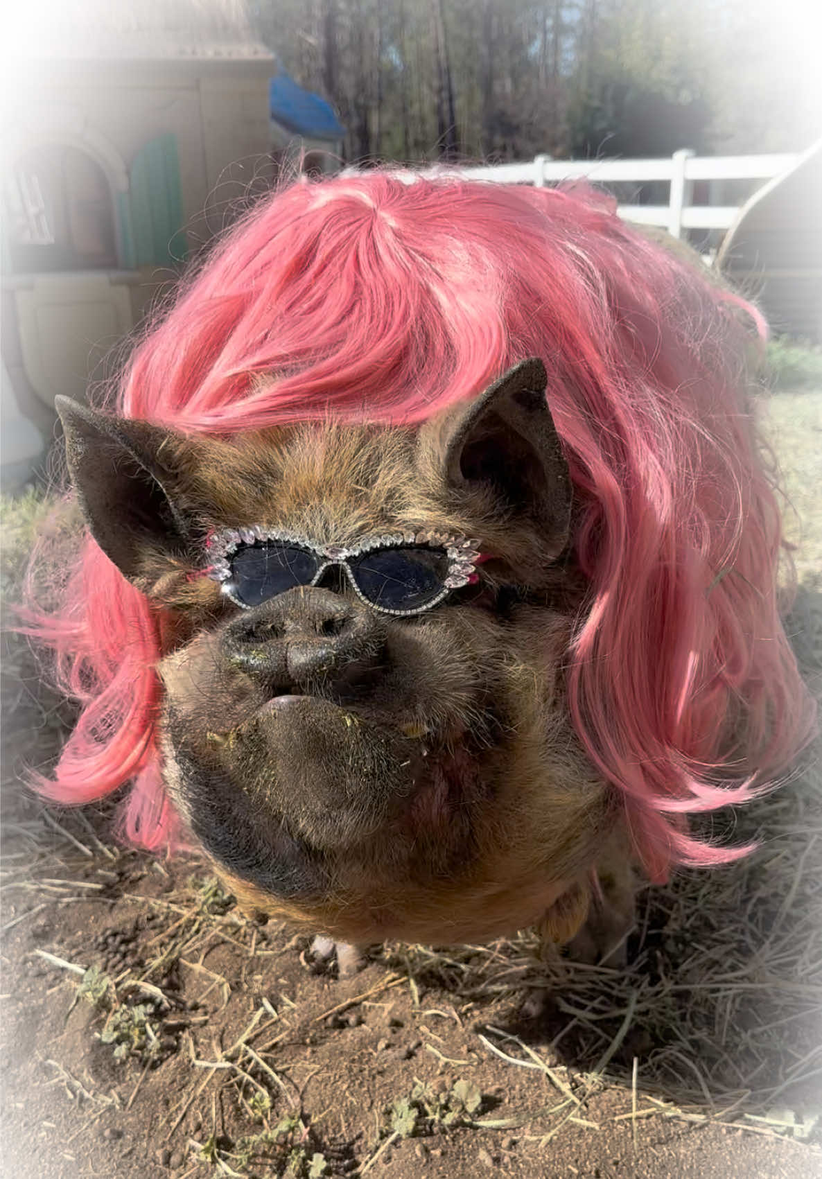 @thewinstonthepig