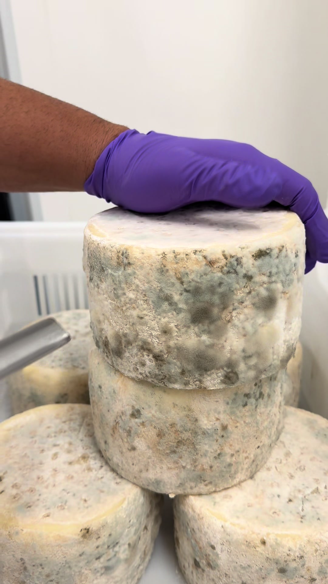 @Yorkshire pecorino