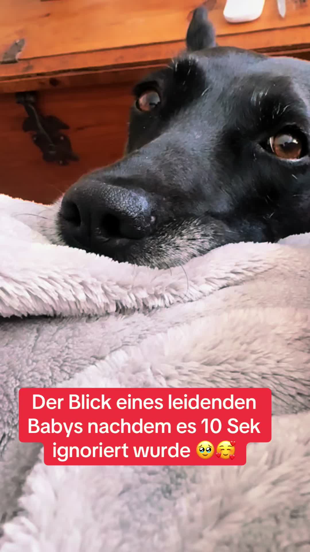 @BLACKY 🐶🐾