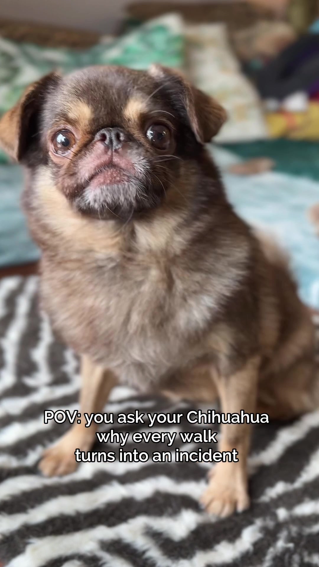 @ChilliThePug