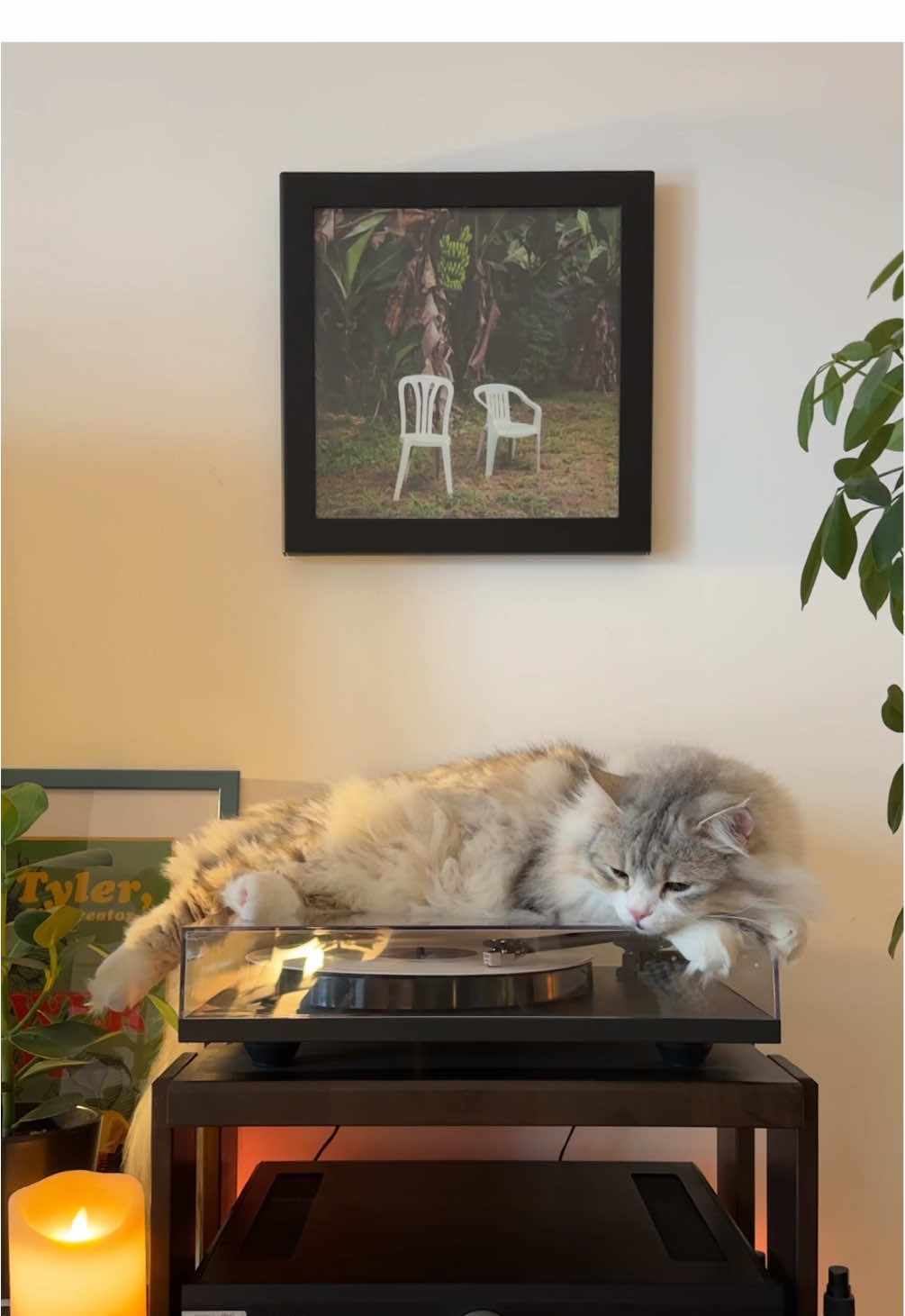 @Leon The Vinyl Cat
