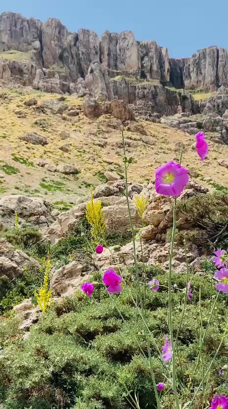 @ŞİYAR ✪