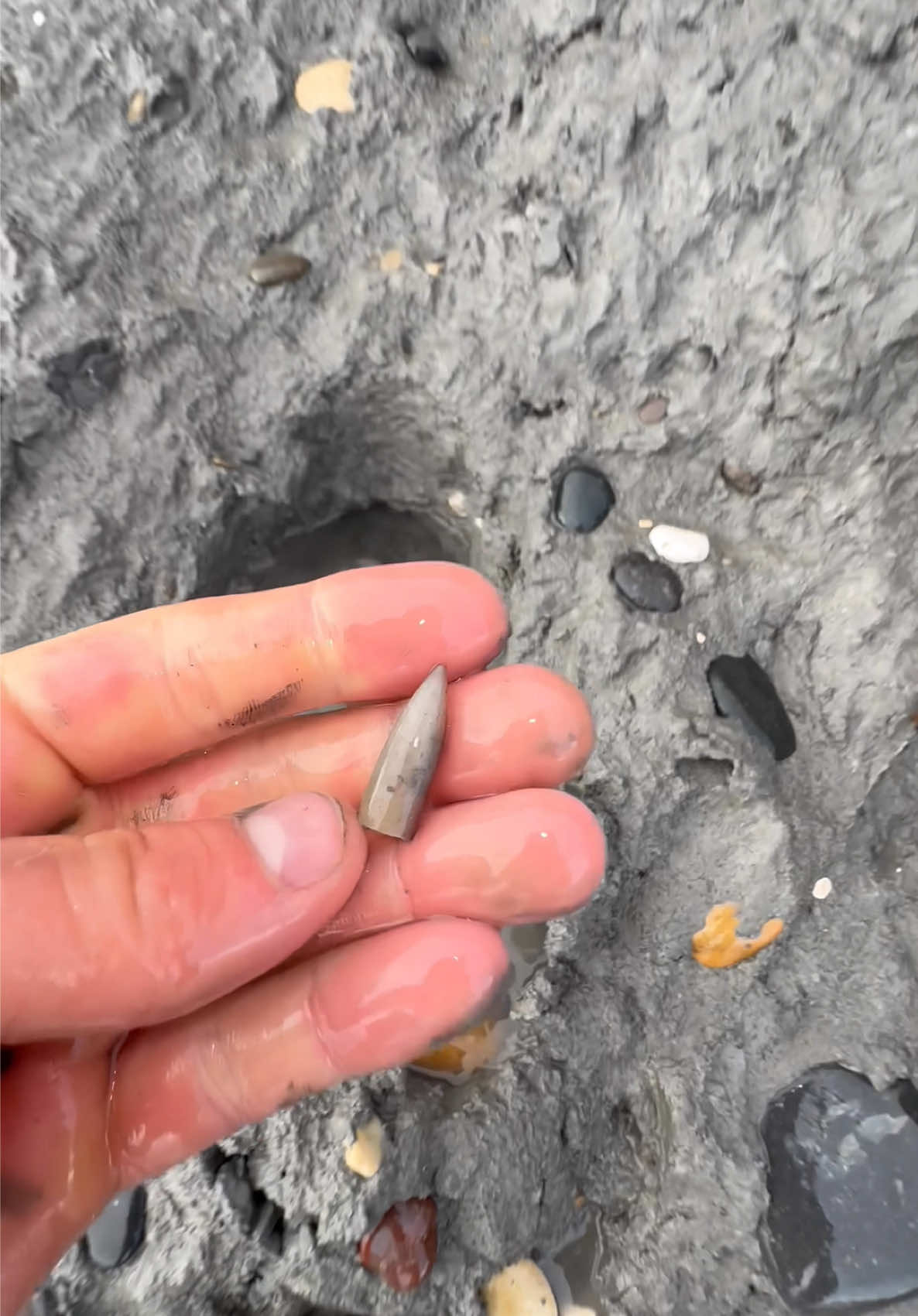 @yorkshire.fossils
