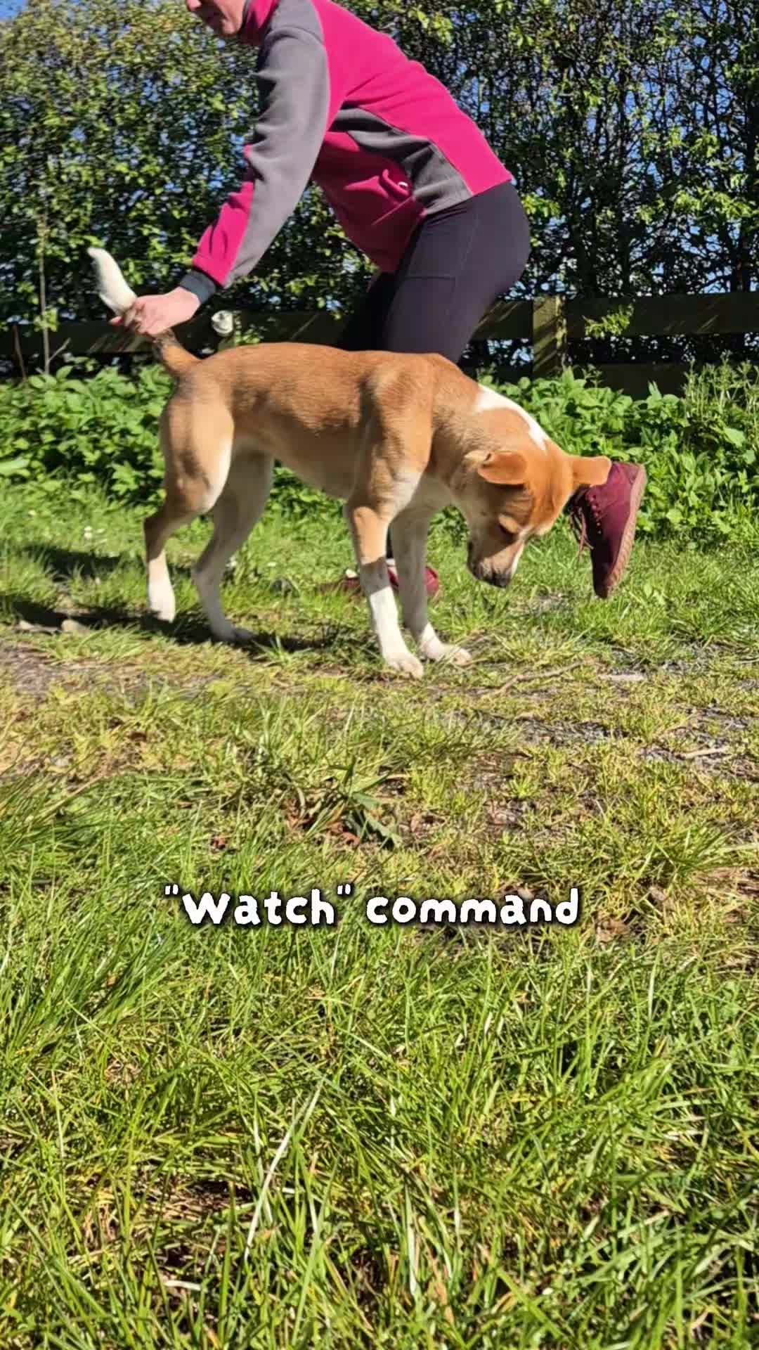 @wildlife_rescue_adventure