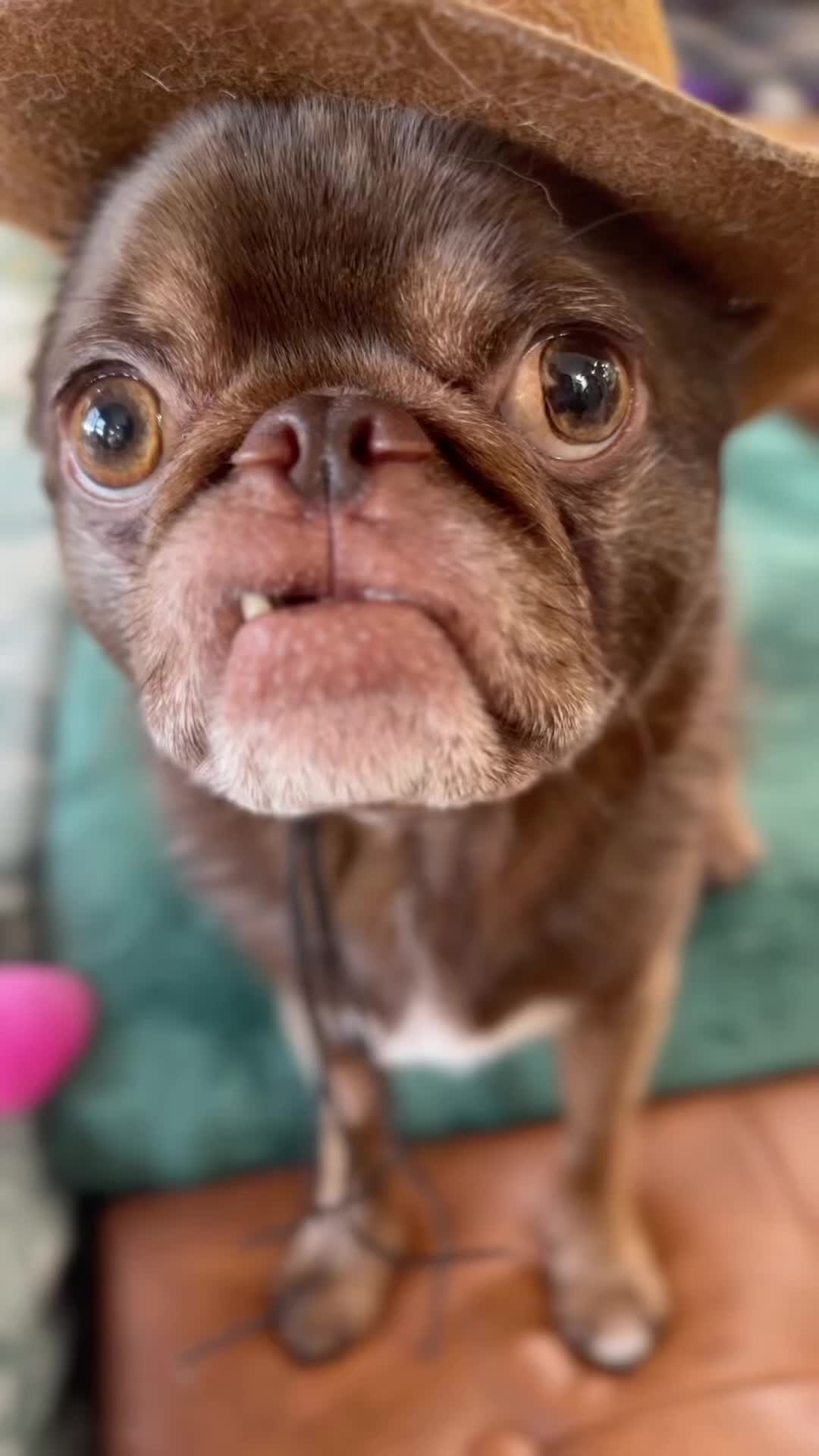 @ChilliThePug