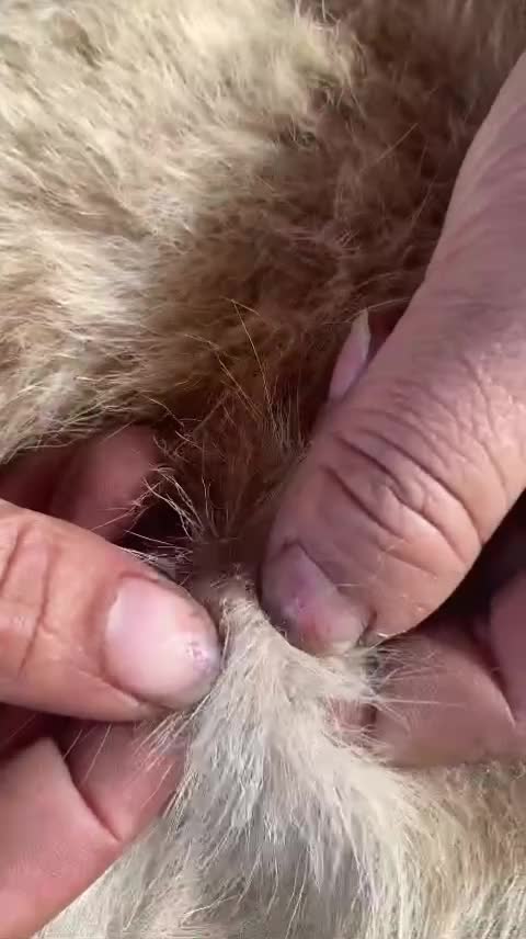 @LiceHack94