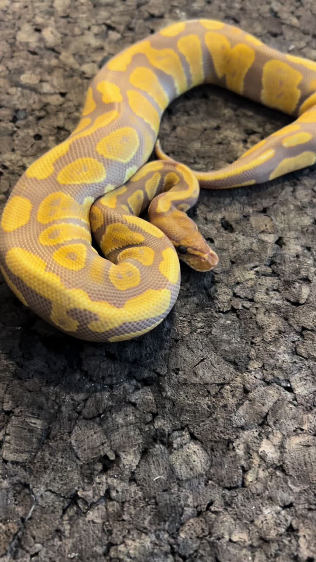 @Tu.snakes