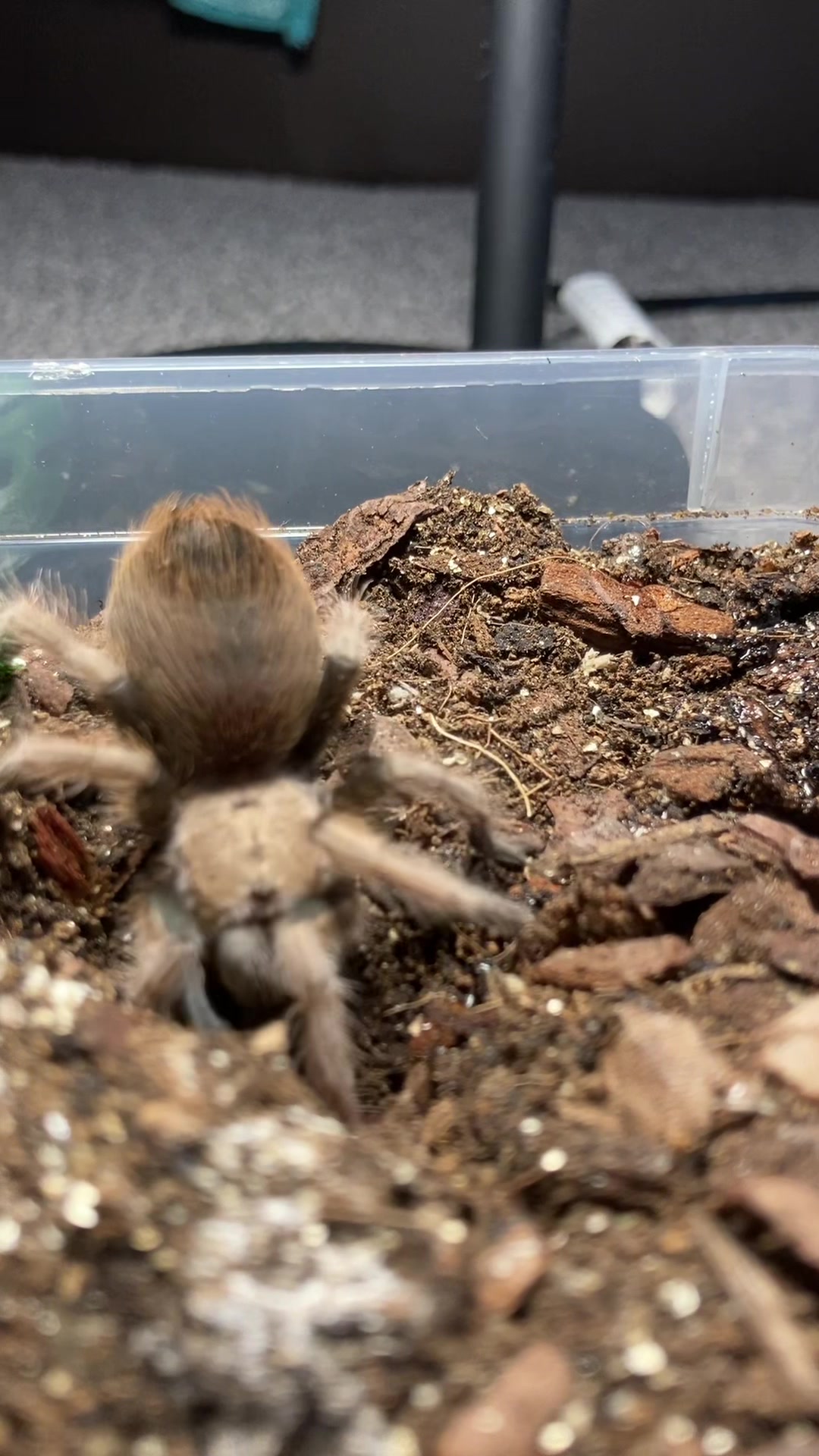 @🕷️𝓛𝓪𝓭𝔂𝓢𝓬𝓪𝓻𝓮🕷️