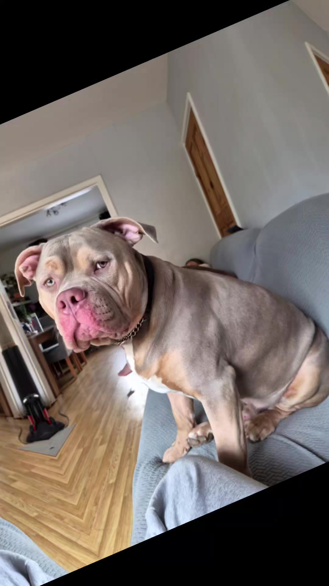 @Kyza And Ellie Bully Dogs 🐾🐾