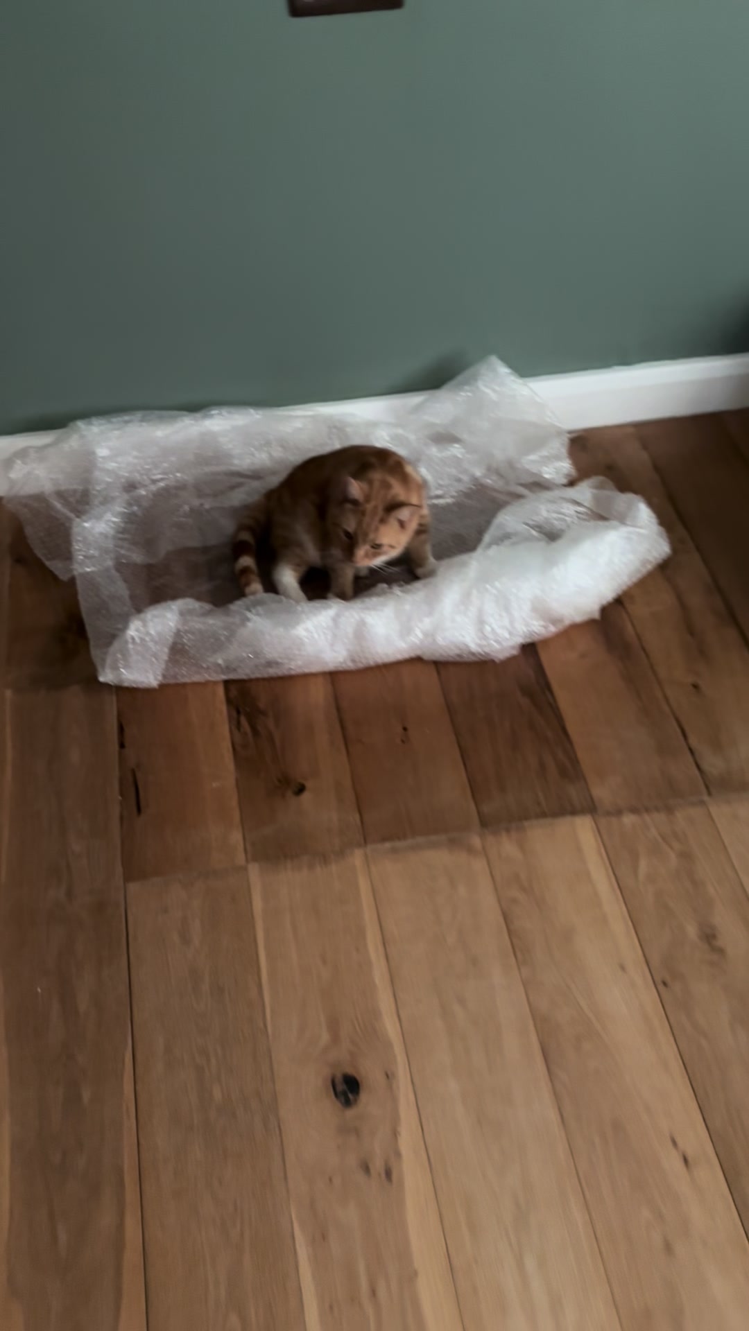 @Freddie the orange cat