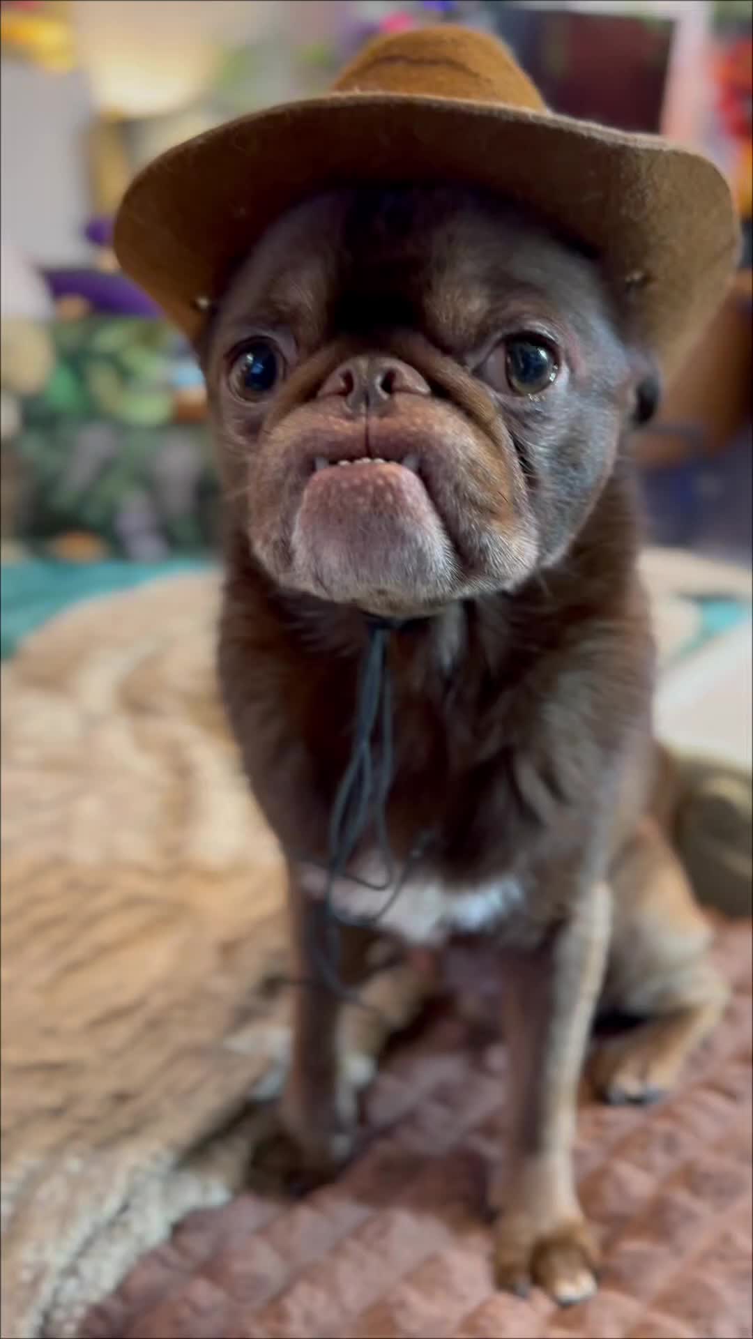 @ChilliThePug