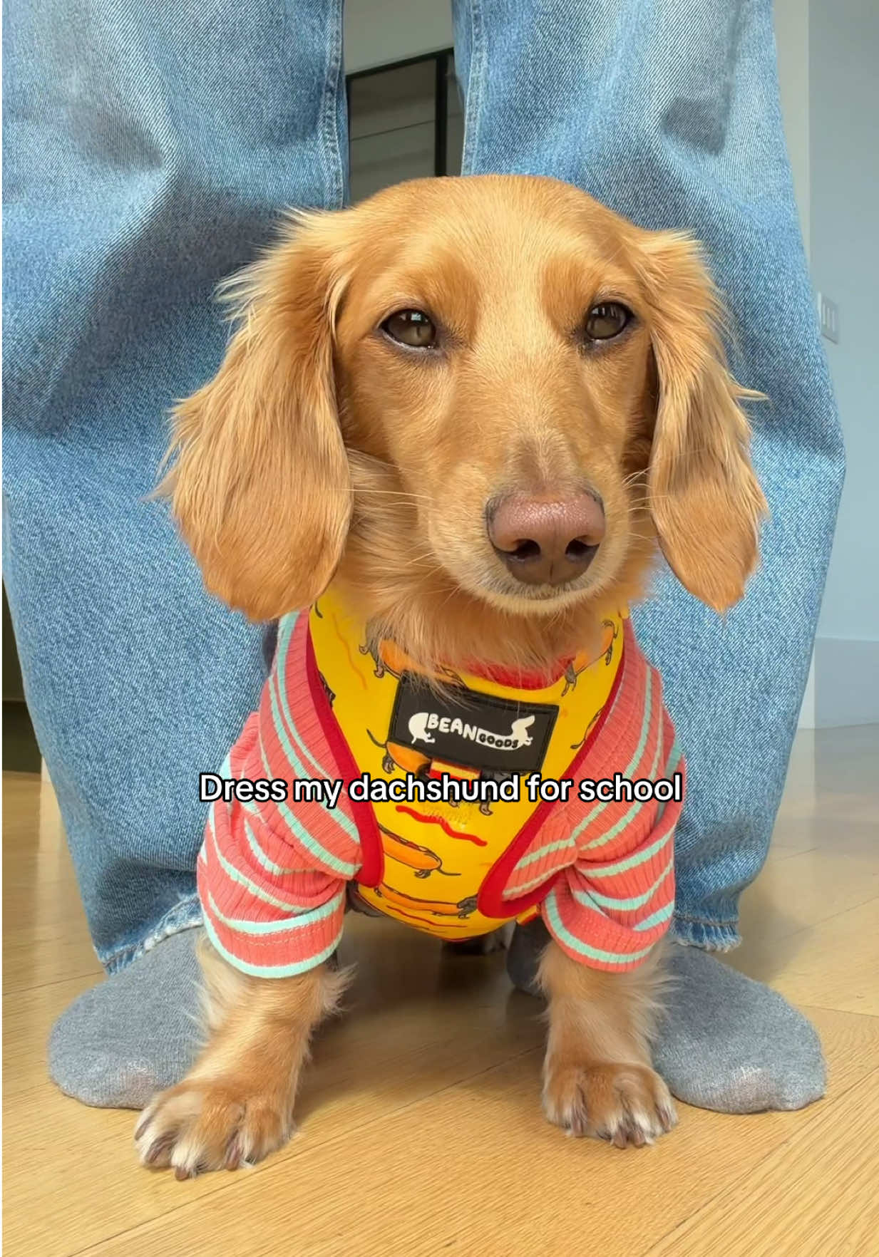 @cashewdachshund