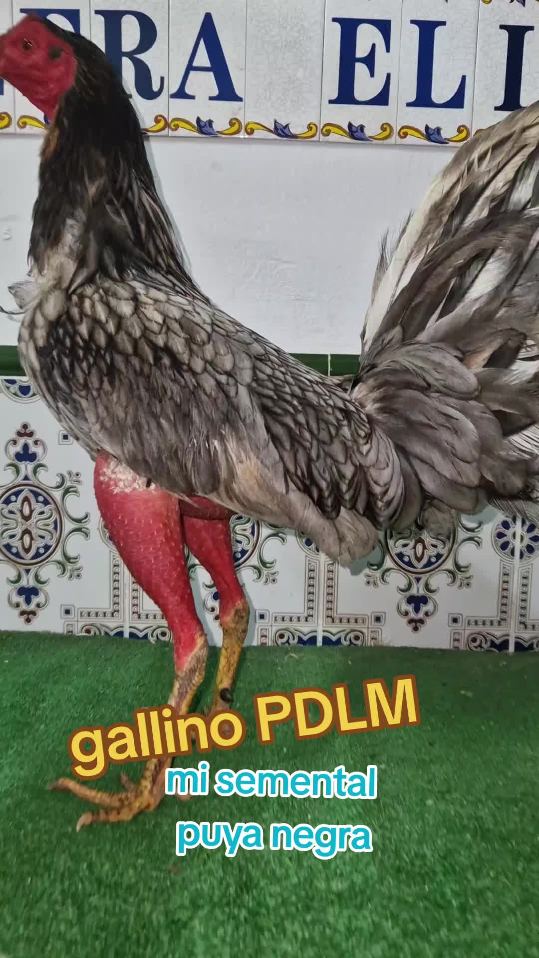 @eli gallero pdlm andalucia
