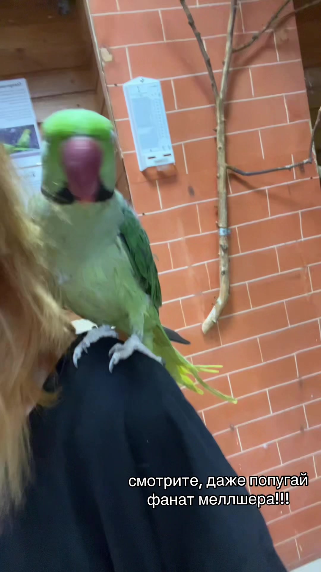 @деля ушанка [СЕО]
