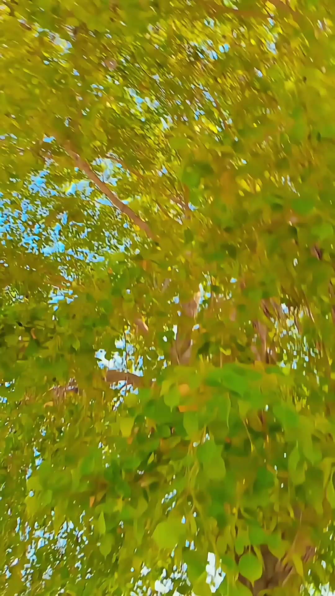 @𝙔𝙖𝙨𝙚𝙚𝙣 𝙠𝙝𝙖𝙣