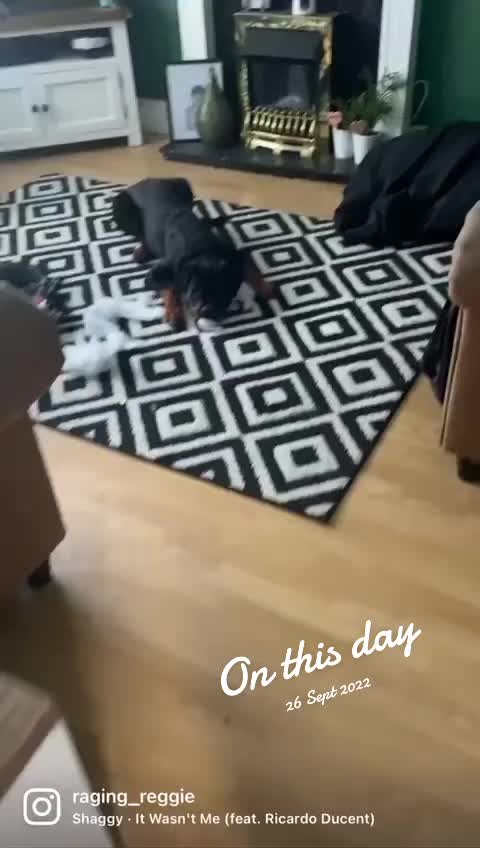 @Reggie the Rott