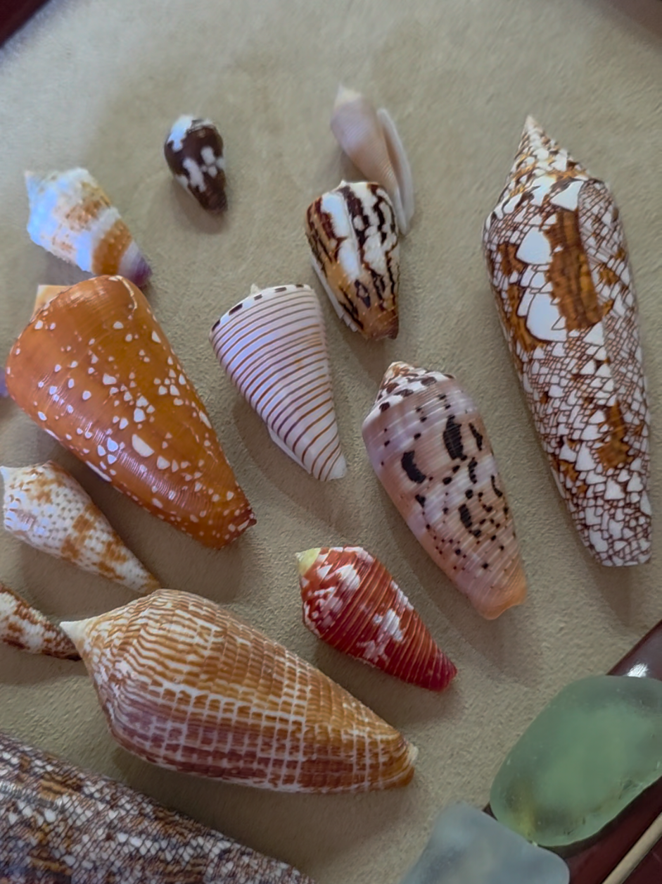 @Paris Shells Shop