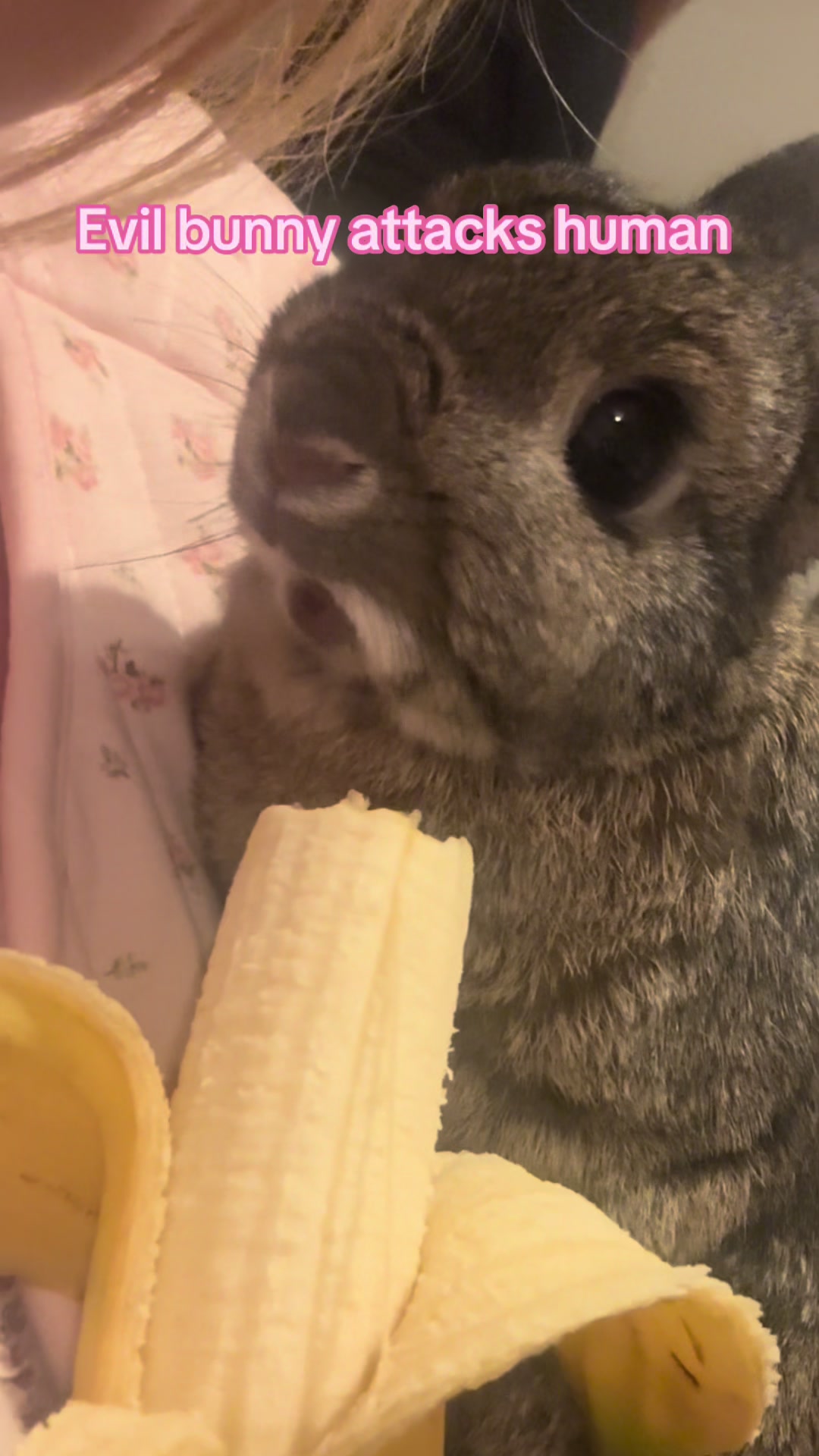 @Olive and Clem 🐰🐰