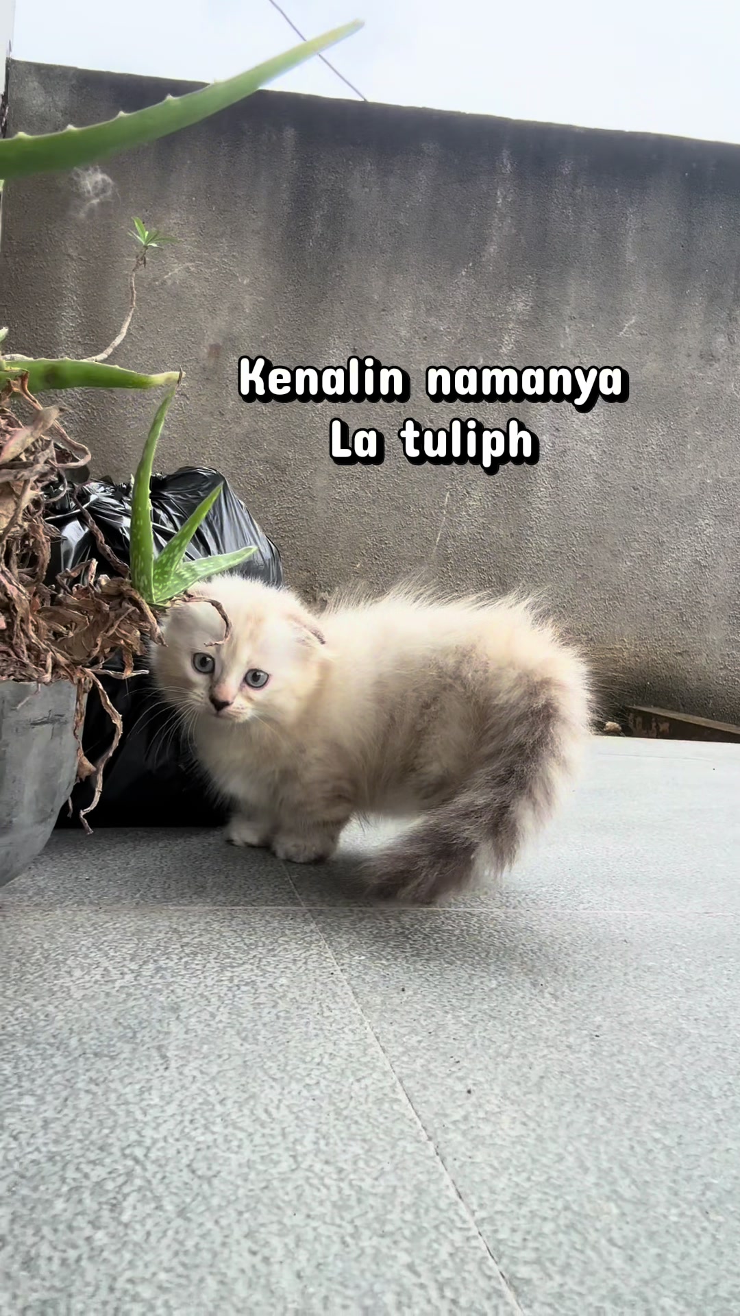 @FaenCattery