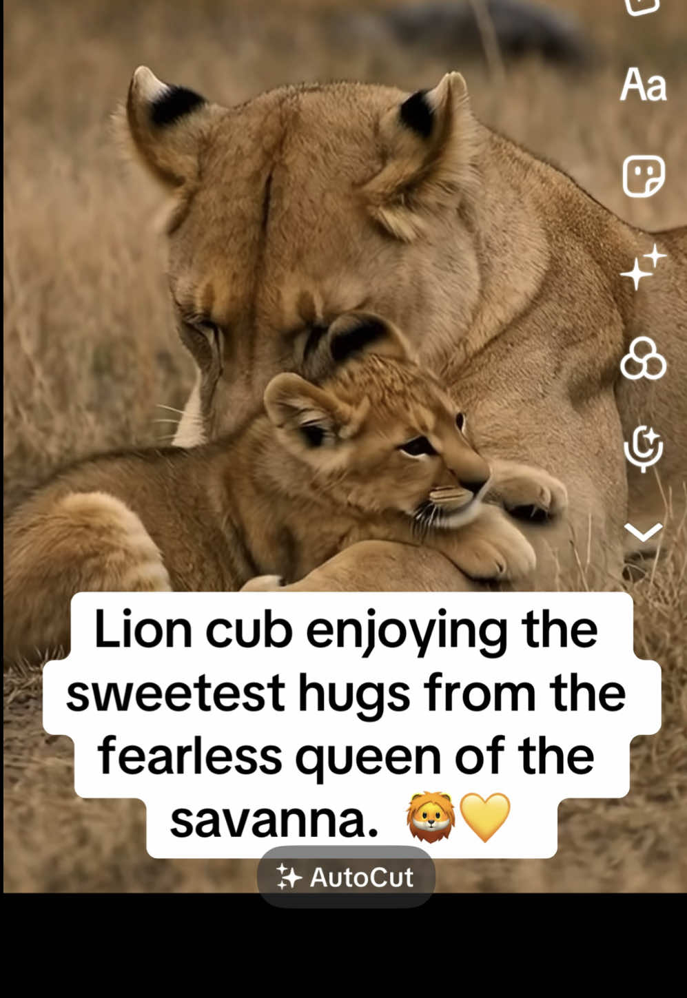 @KJ@LoveAnimalsEpicNature