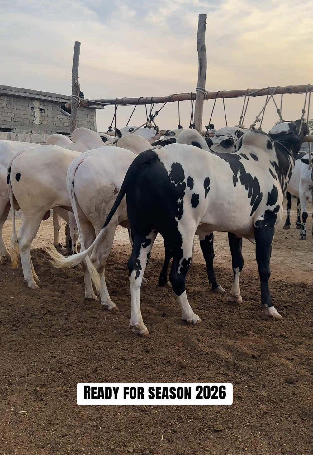 @Shinwari Cattle Farm