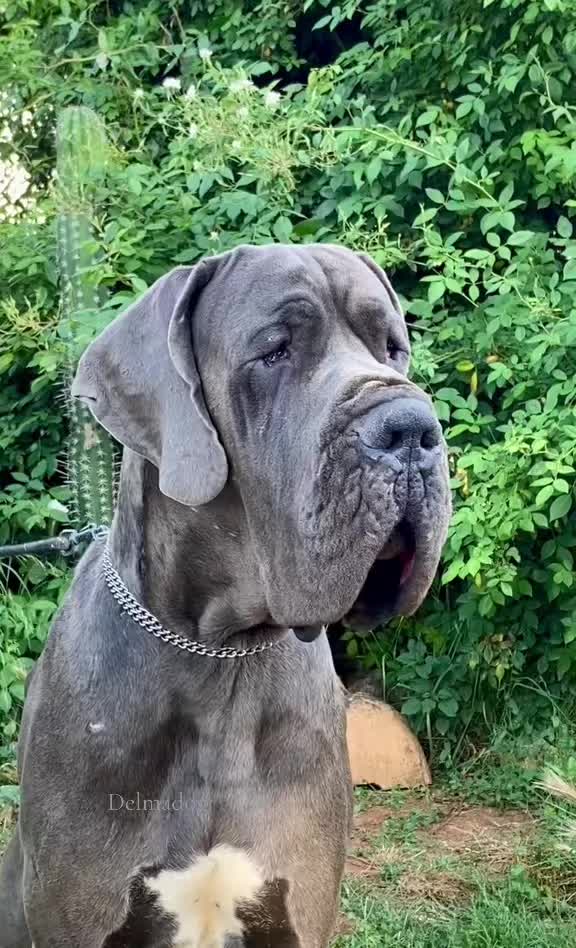@Dеlмаdоg 🐾