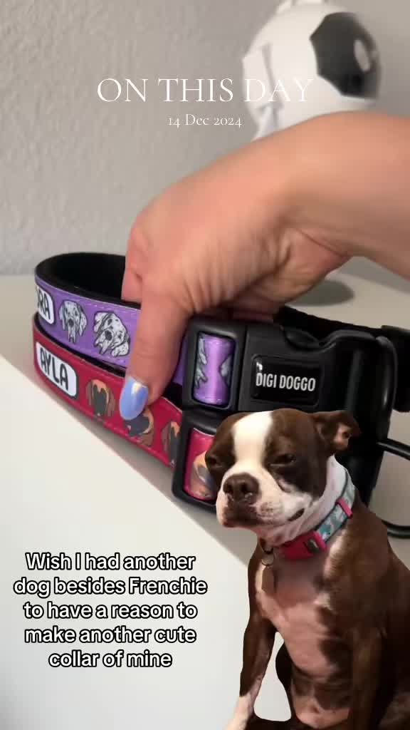 @Digi Doggo