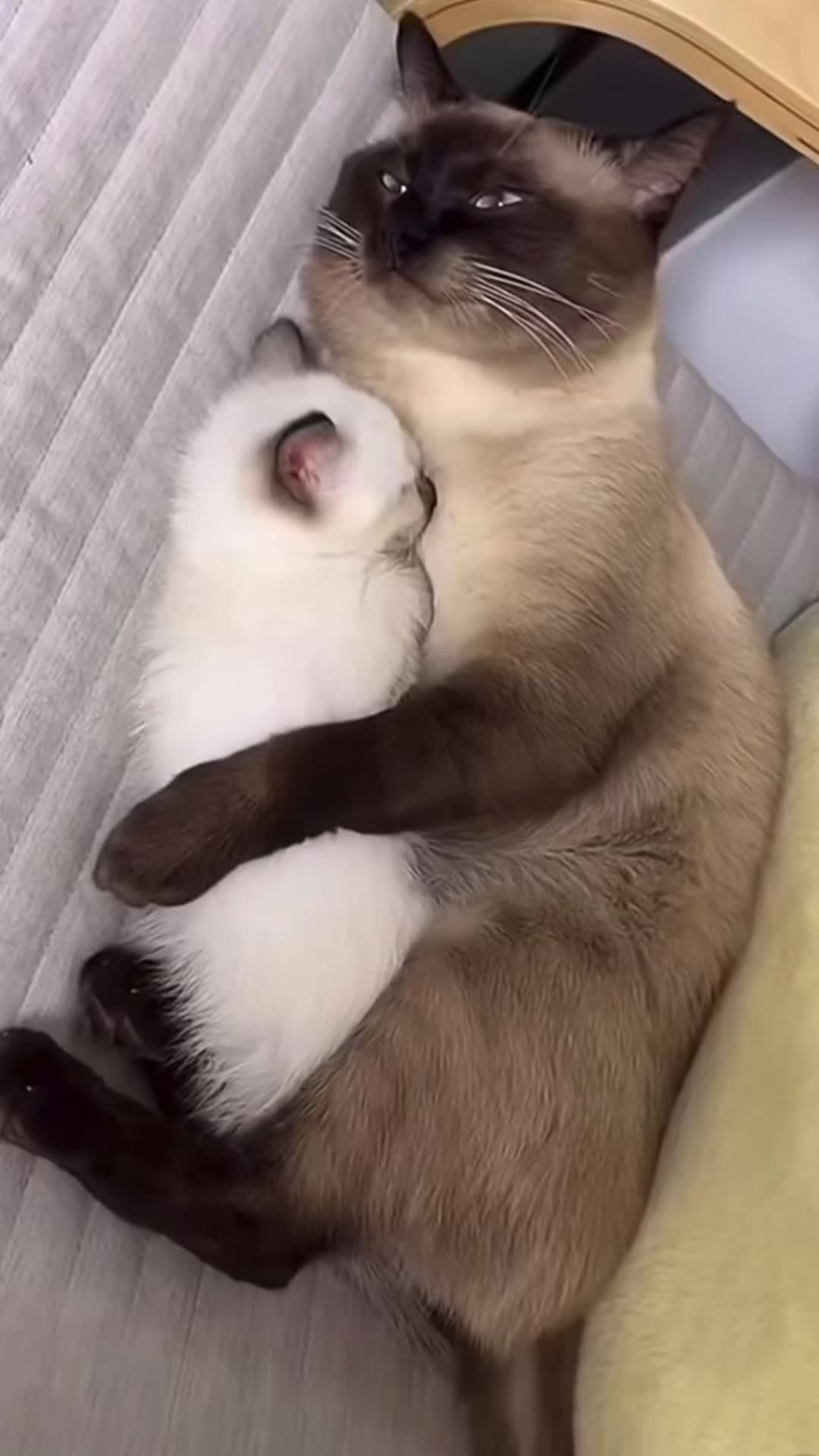 @My Daily Dose of Aww